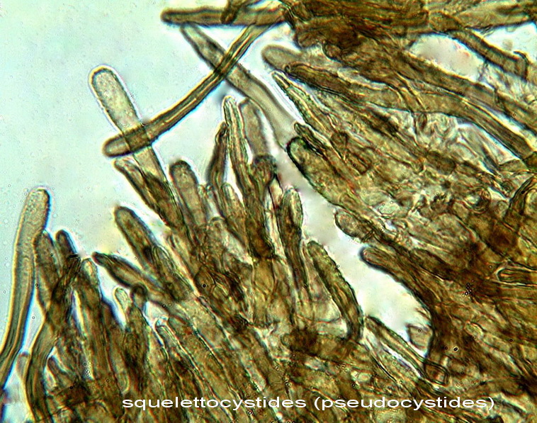 Tento Hymenochaete tabacina-foto6033(Porostereum spadiceum)